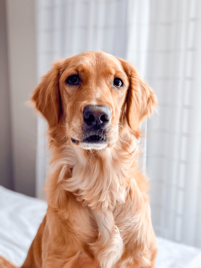 Emmie, a Golden Retriever tested with EmbarkVet.com