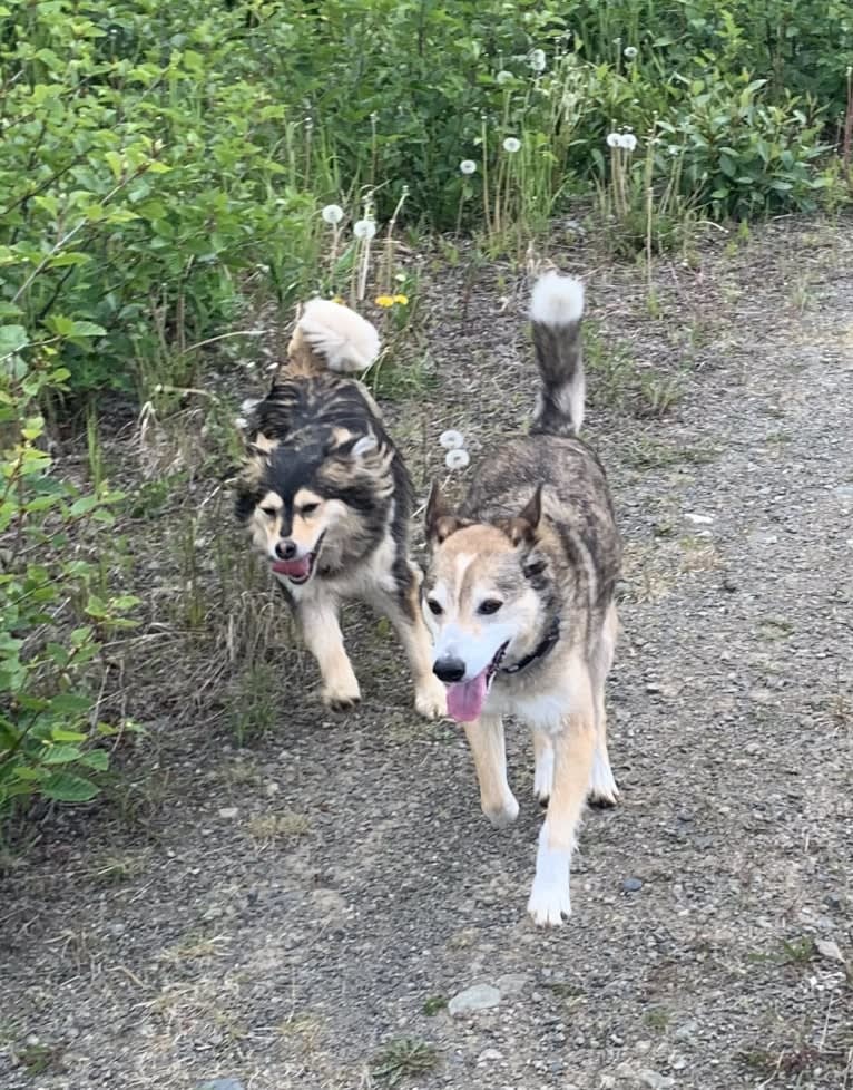 Wiley, an Alaskan-type Husky and Labrador Retriever mix tested with EmbarkVet.com