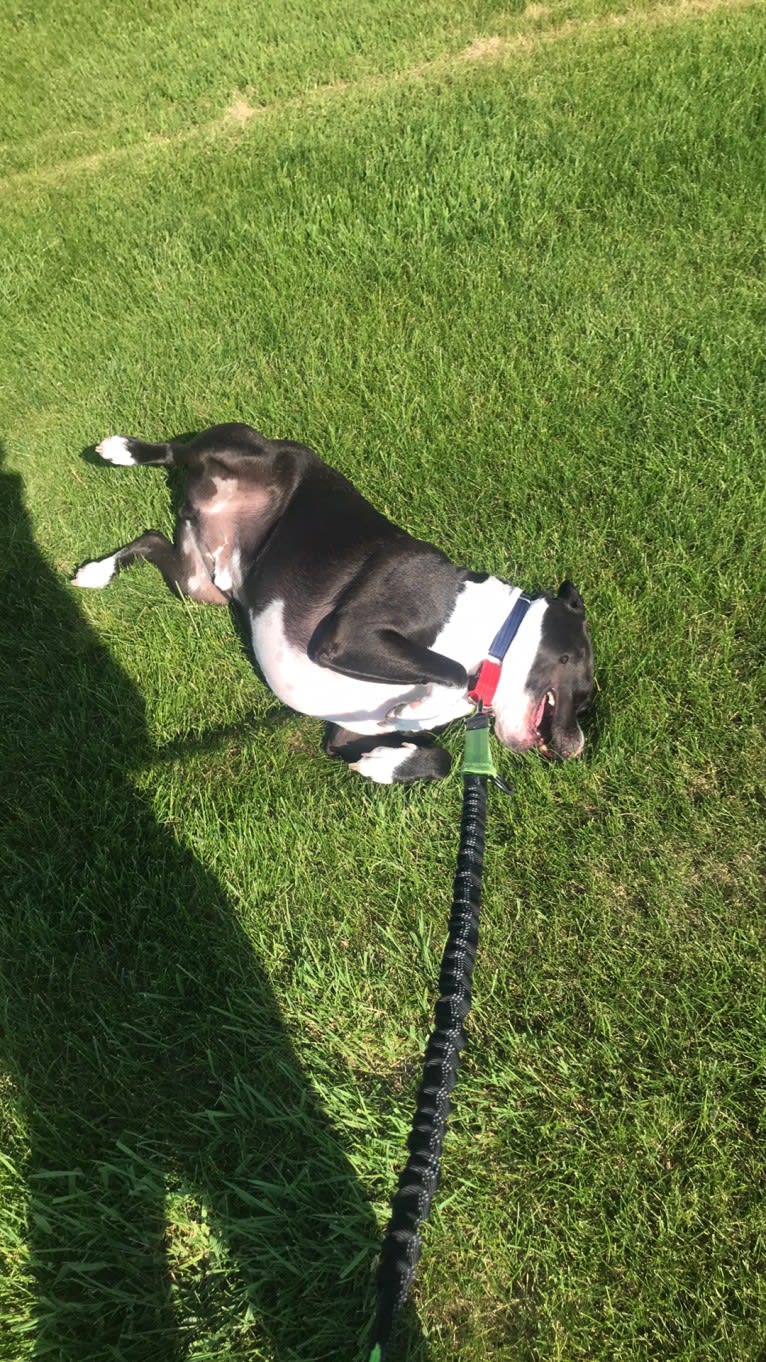 Roger, an American Bully and Rat Terrier mix tested with EmbarkVet.com