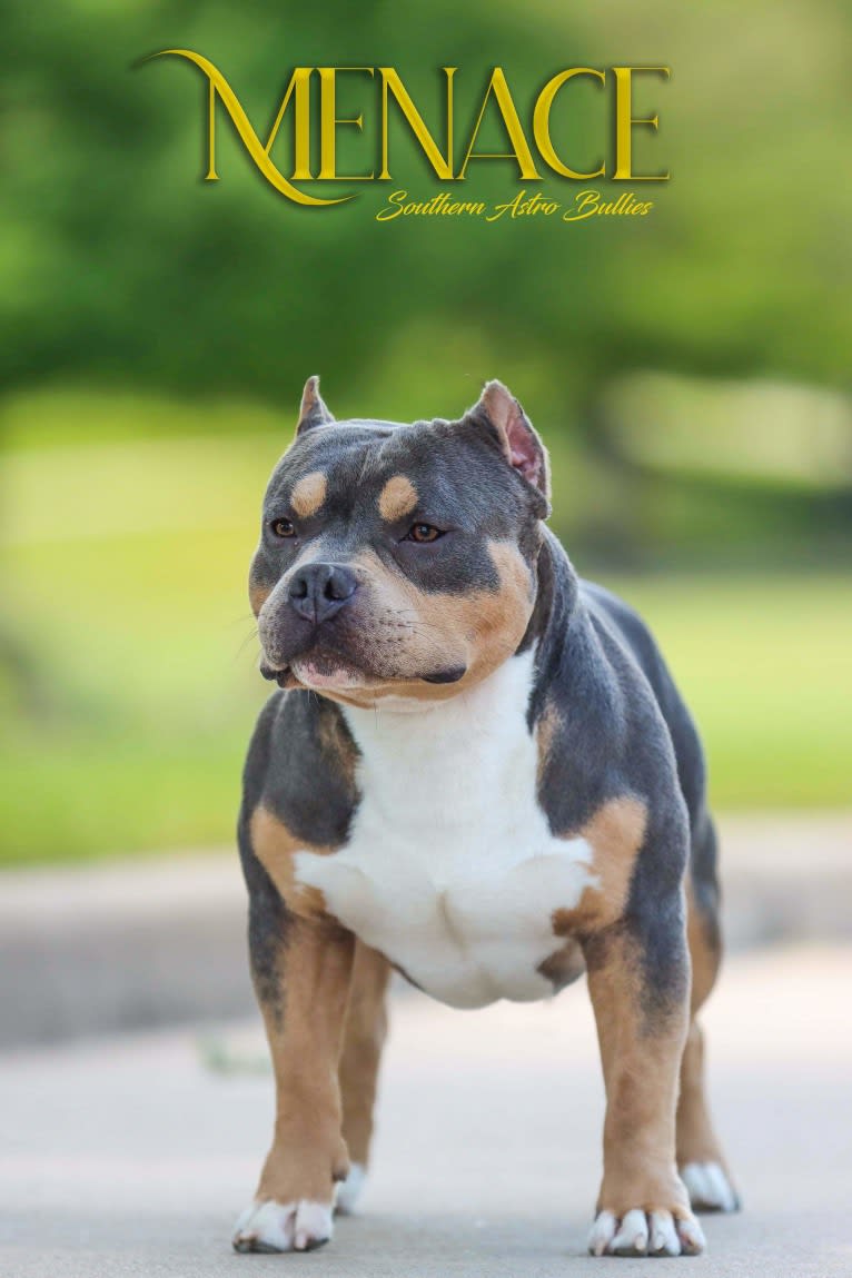 MENACE OF BENAVIDES BULLIES, an American Bully tested with EmbarkVet.com