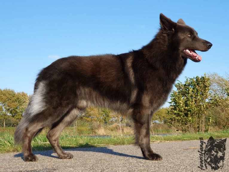 VERGIL, a German Shepherd Dog tested with EmbarkVet.com