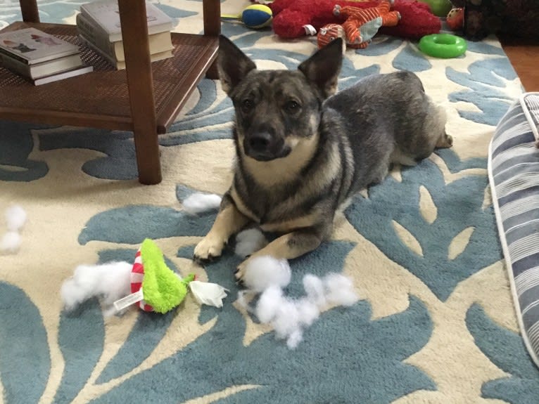 Bowie, a Swedish Vallhund tested with EmbarkVet.com