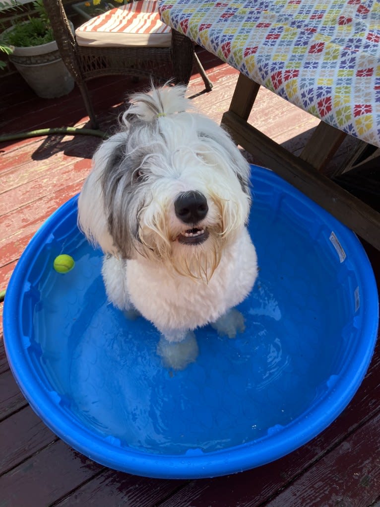 Indy, an Old English Sheepdog tested with EmbarkVet.com