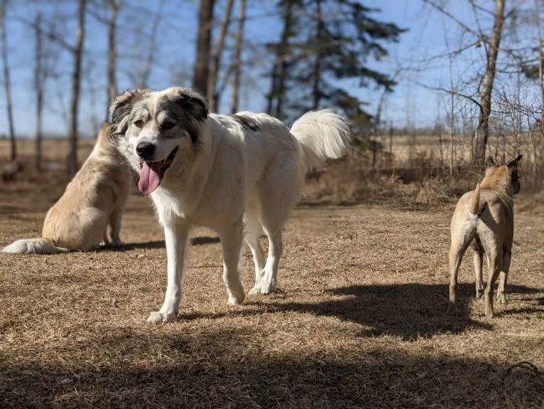 Peggy, a Great Pyrenees and Maremma Sheepdog mix tested with EmbarkVet.com