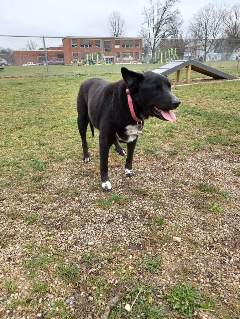 Mandy, a Siberian Husky and Golden Retriever mix tested with EmbarkVet.com