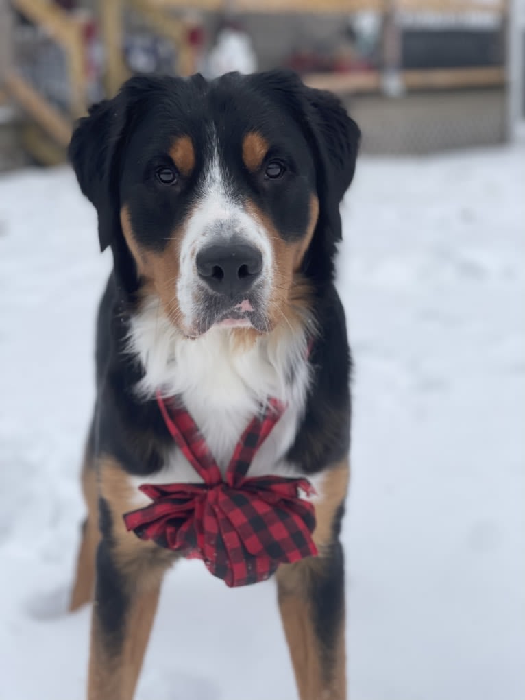 Kodi, a Greater Swiss Mountain Dog tested with EmbarkVet.com