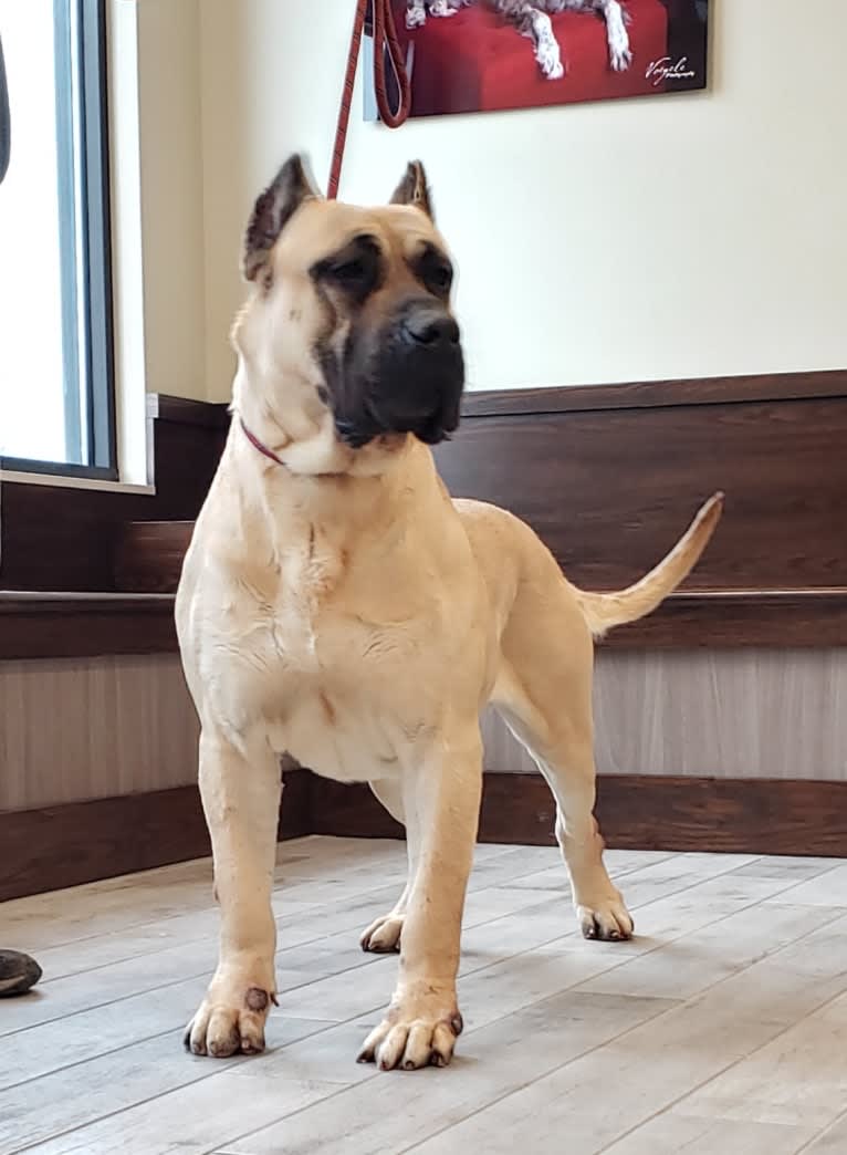 Derque de Eterna Primavera, a Perro de Presa Canario tested with EmbarkVet.com
