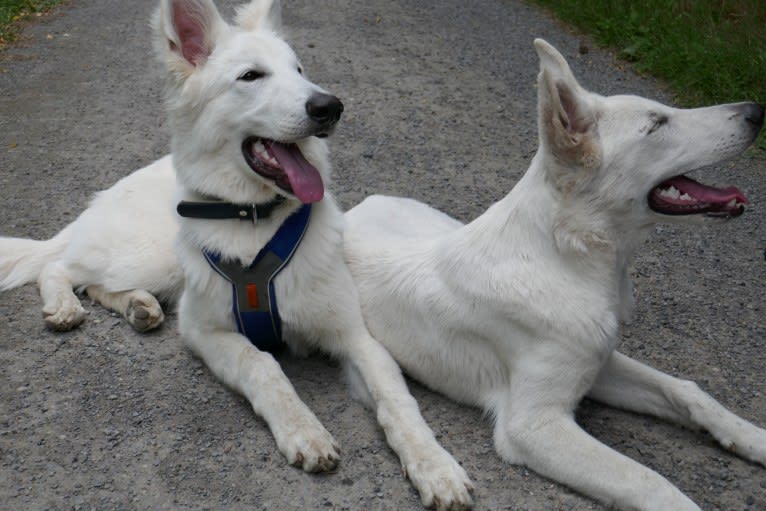 ALPINE VON WHITE NOBLESS, a White Shepherd tested with EmbarkVet.com