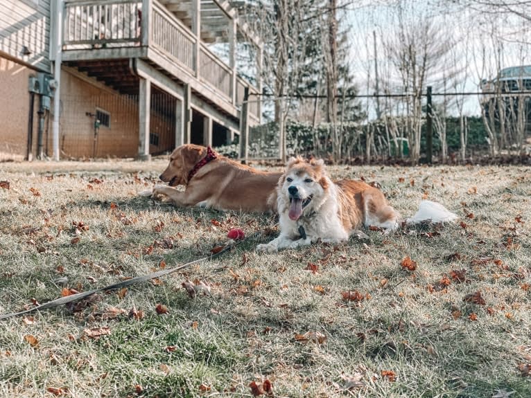 Beau, a Border Collie and Australian Cattle Dog mix tested with EmbarkVet.com