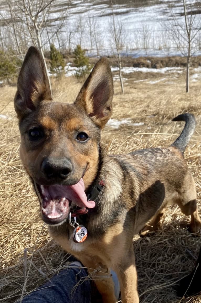 Alemã, a German Shepherd Dog and Australian Cattle Dog mix tested with EmbarkVet.com