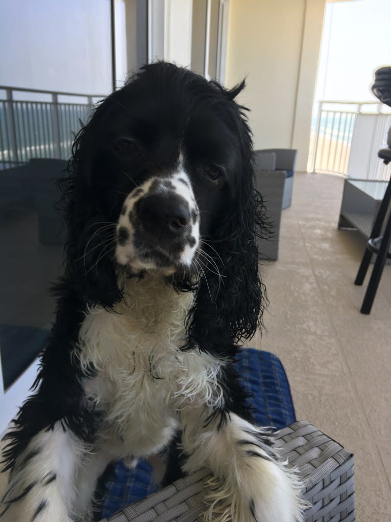 Ricky, a Cocker Spaniel tested with EmbarkVet.com