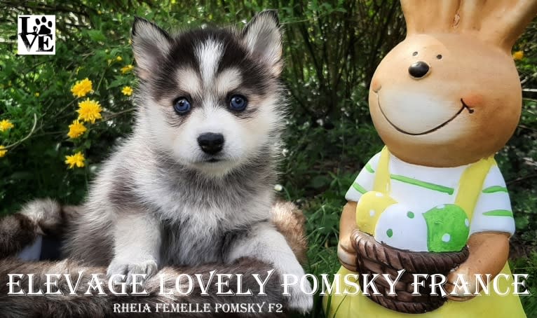 Rheìa, a Pomsky tested with EmbarkVet.com