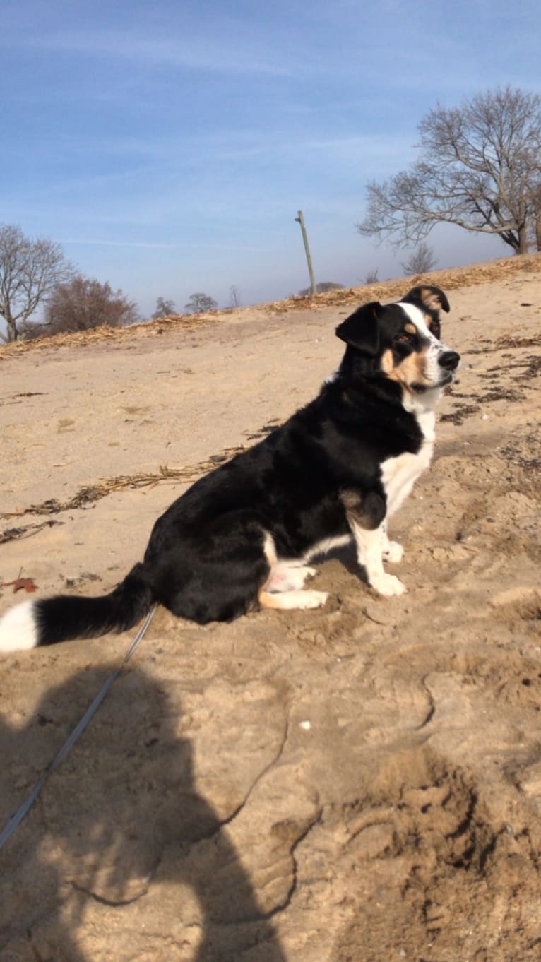 Franklin, a Labrador Retriever and Australian Shepherd mix tested with EmbarkVet.com