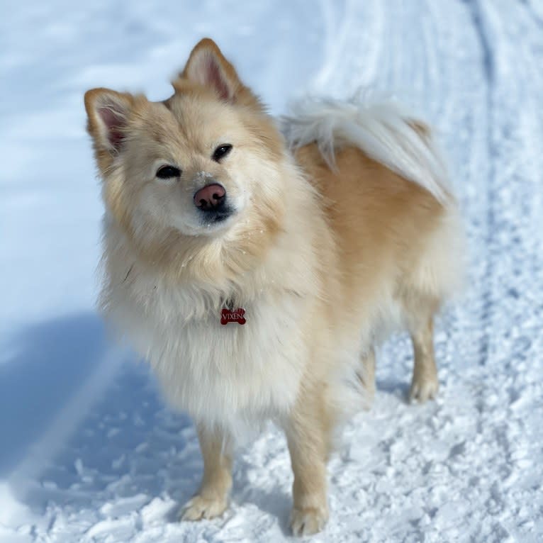 Vixen, a German Spitz tested with EmbarkVet.com