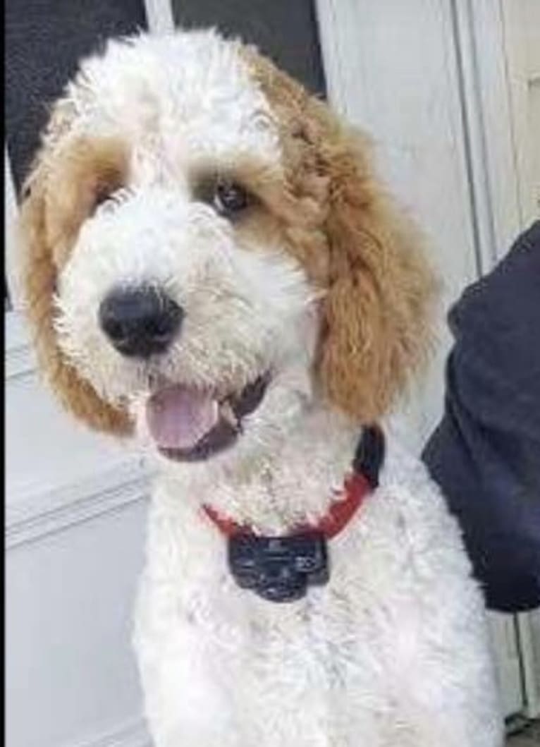 Benny, a Poodle (Standard) tested with EmbarkVet.com