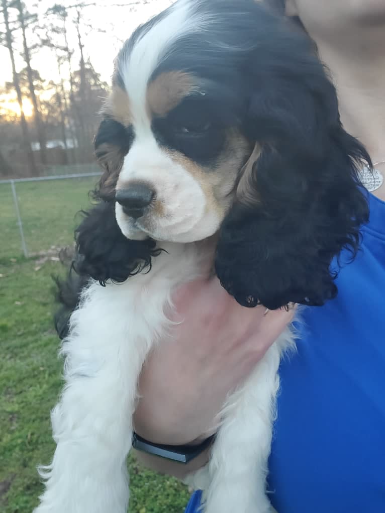 Pigeon, a Cocker Spaniel tested with EmbarkVet.com