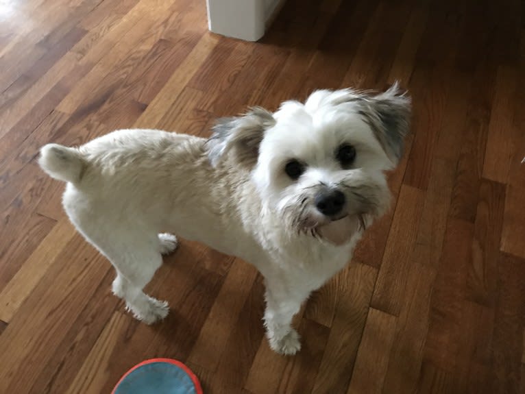 Louis Jay, a Pomeranian and Yorkshire Terrier mix tested with EmbarkVet.com