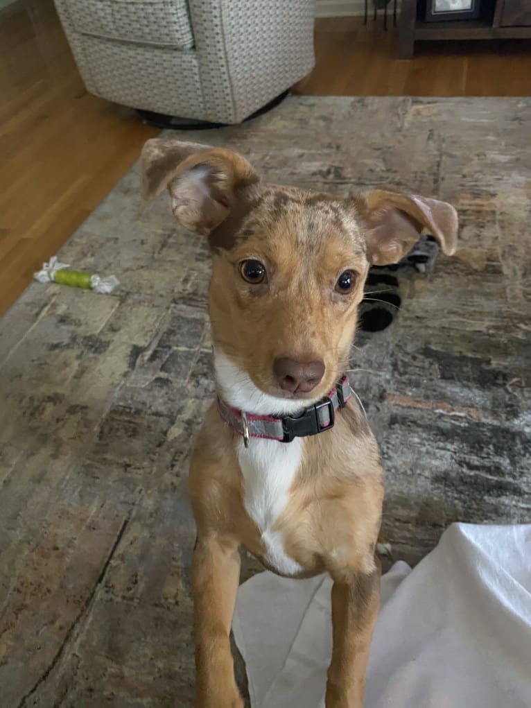 Mokie, a Dachshund and Russell-type Terrier mix tested with EmbarkVet.com