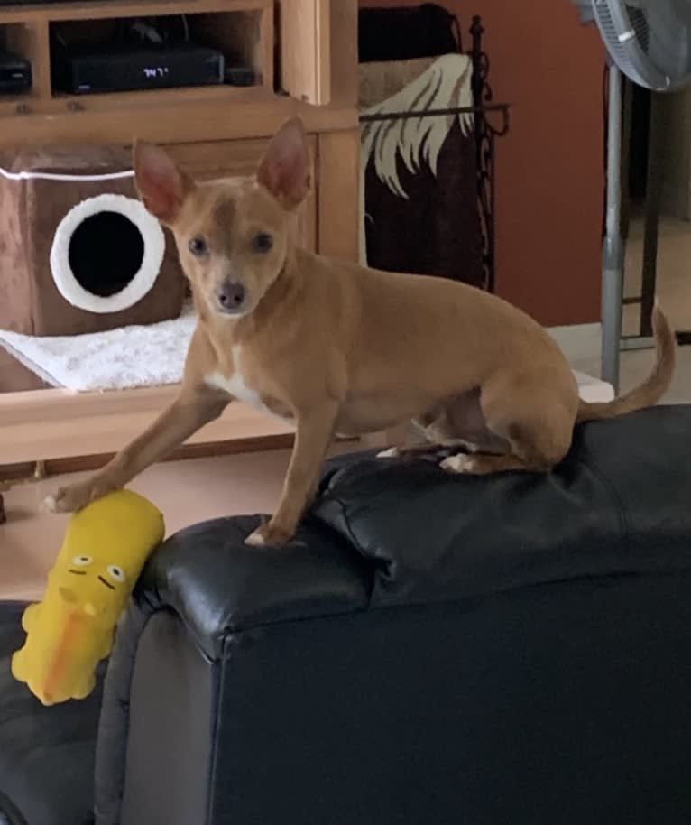 Westin, a Chihuahua and Rat Terrier mix tested with EmbarkVet.com