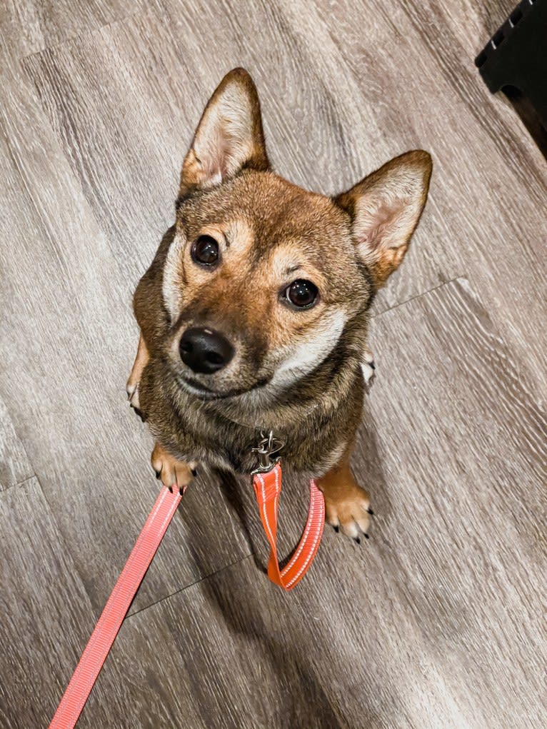 Sadie, a Shiba Inu tested with EmbarkVet.com