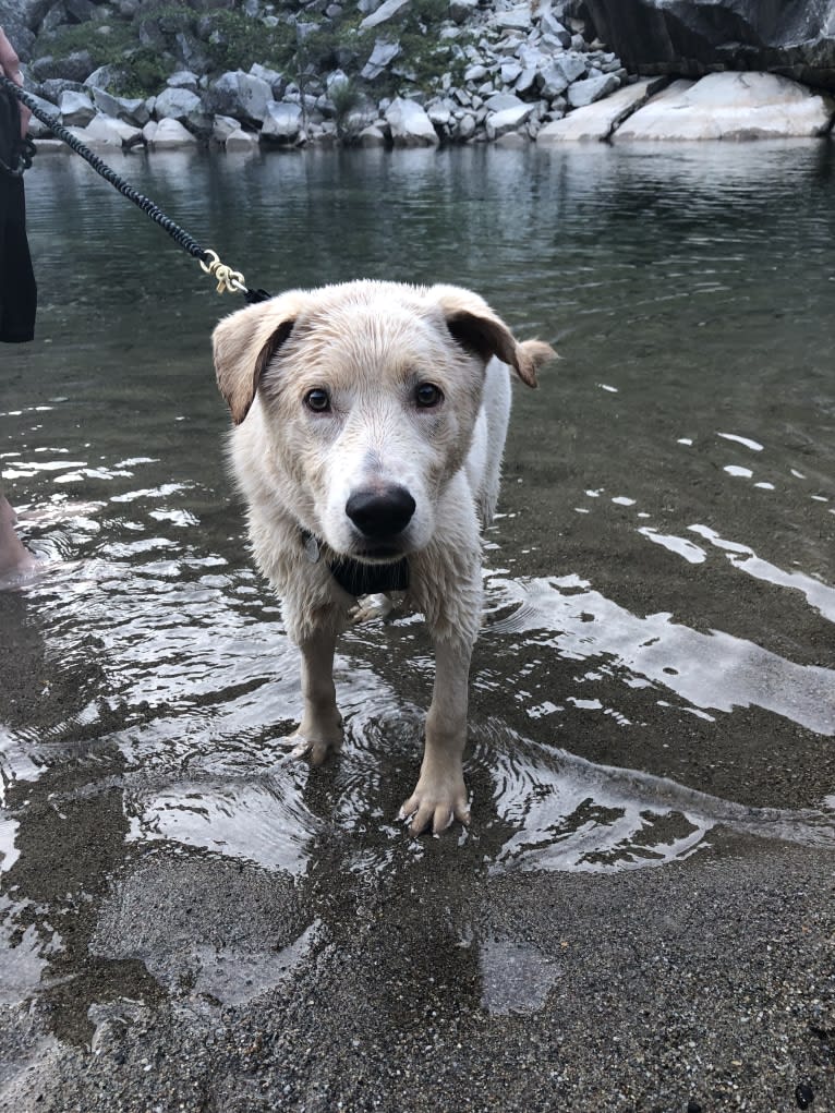 Ludo, a German Shepherd Dog and Border Collie mix tested with EmbarkVet.com