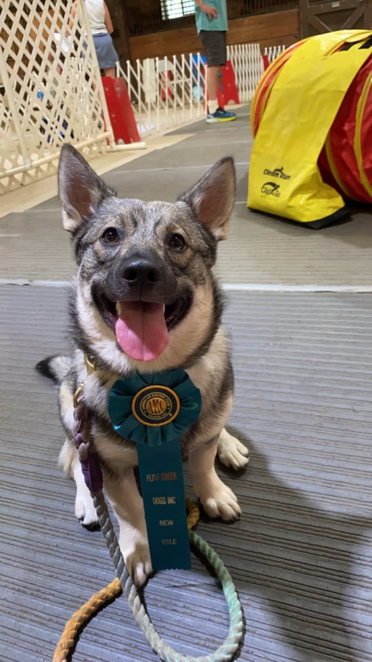 Ferngully, a Swedish Vallhund tested with EmbarkVet.com