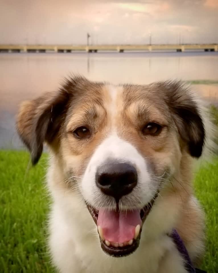 Rufus, a West Asian Village Dog tested with EmbarkVet.com