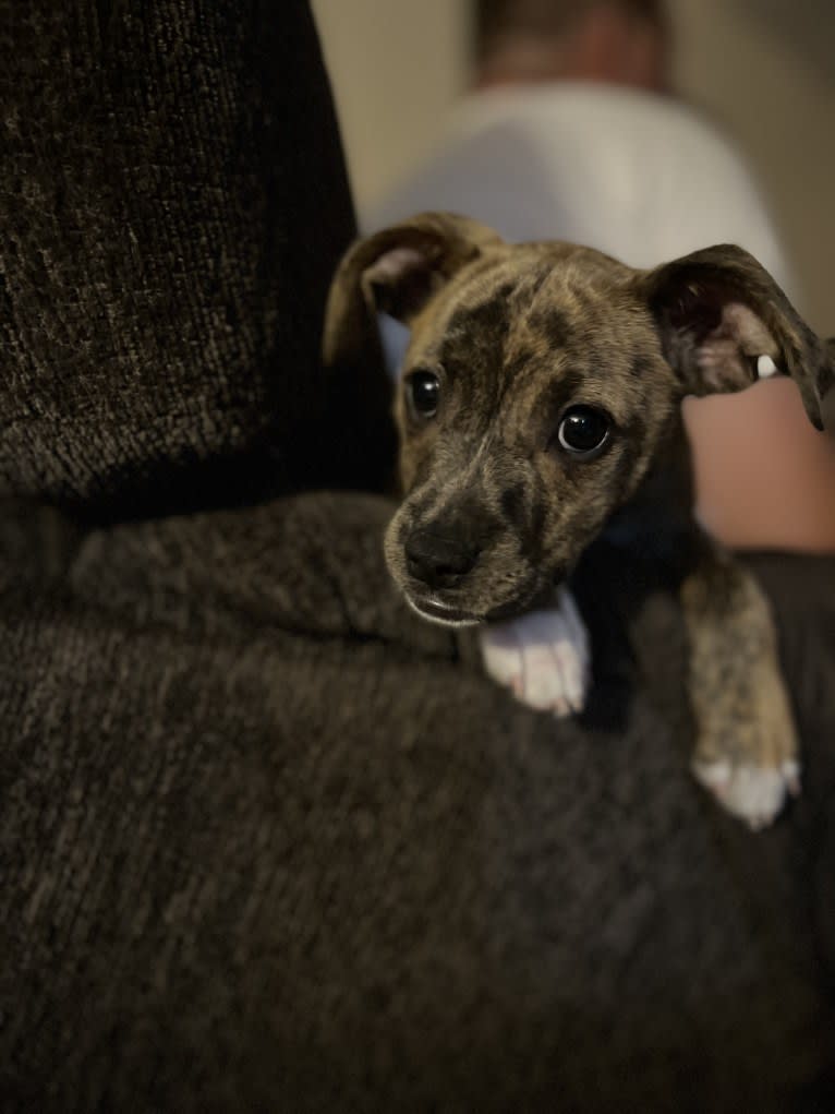 Kiwi, an American Pit Bull Terrier and Chihuahua mix tested with EmbarkVet.com