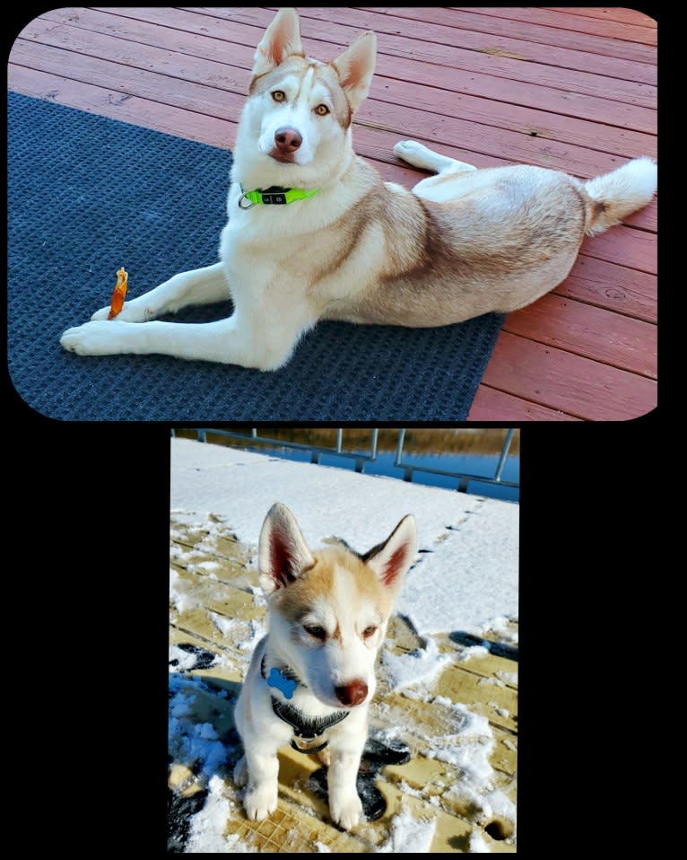 Kody Chasky, a Siberian Husky and American Pit Bull Terrier mix tested with EmbarkVet.com