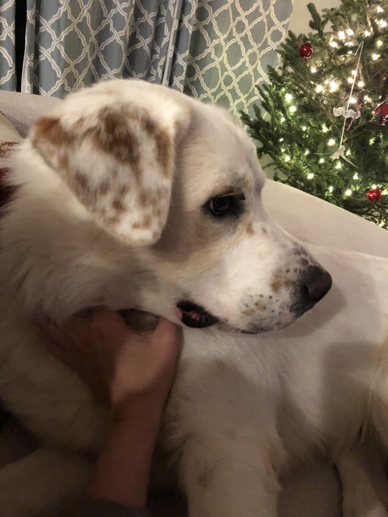 Tanner, a Great Pyrenees and Australian Cattle Dog mix tested with EmbarkVet.com