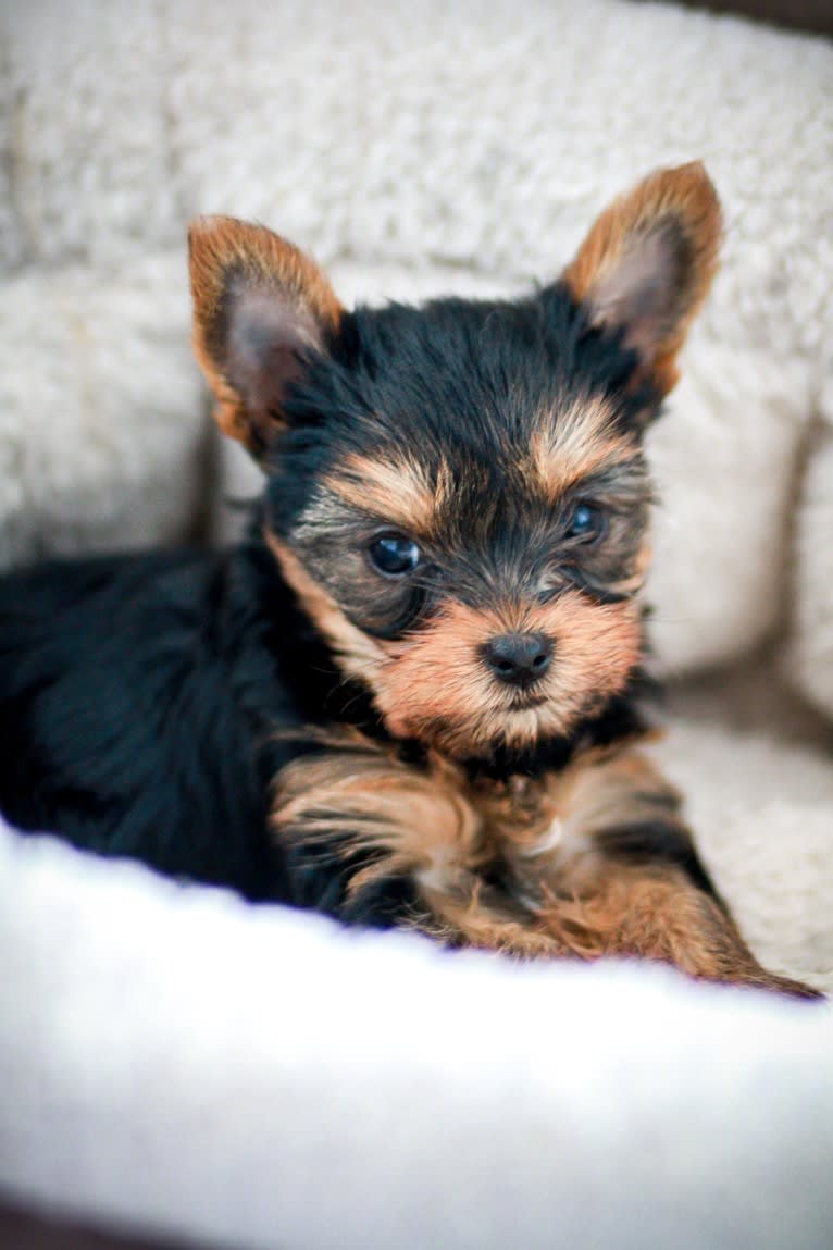 Rosie, a Yorkshire Terrier tested with EmbarkVet.com