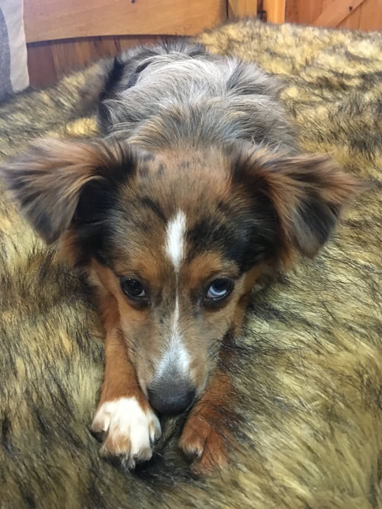 Wrigley, an Australian Shepherd tested with EmbarkVet.com