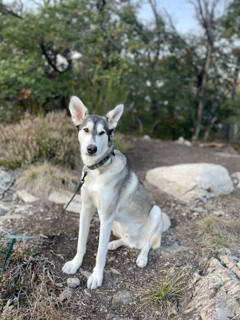 Eno, a Central Asian Village Dog tested with EmbarkVet.com