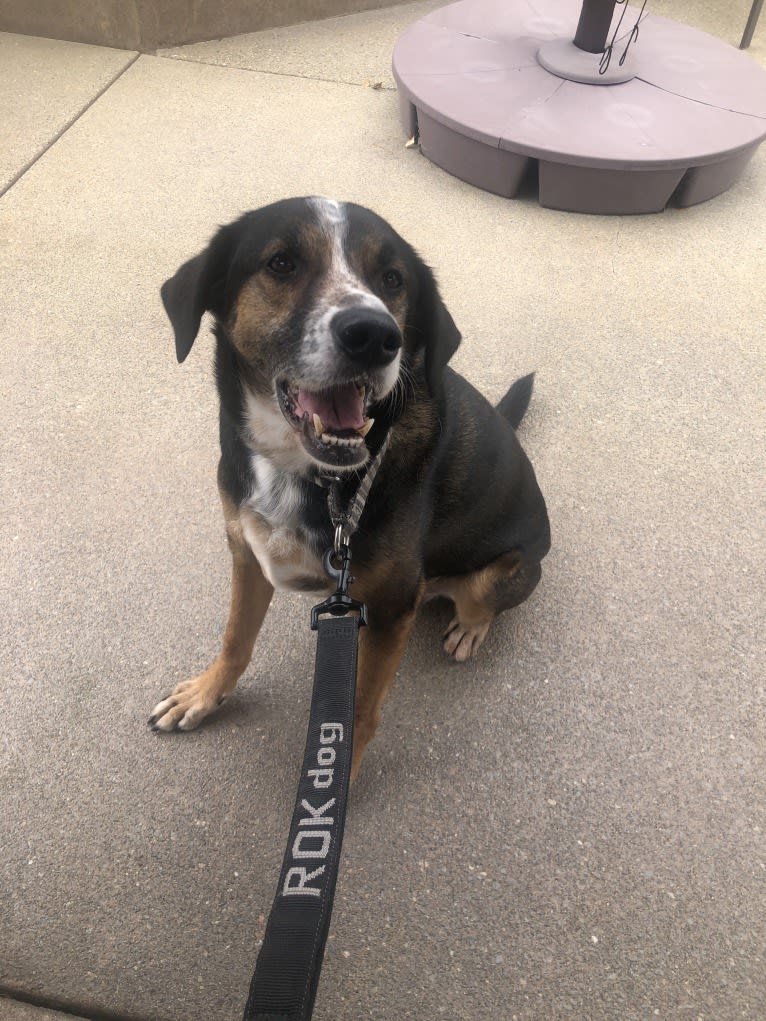 Elway, a German Shorthaired Pointer and German Shepherd Dog mix tested with EmbarkVet.com