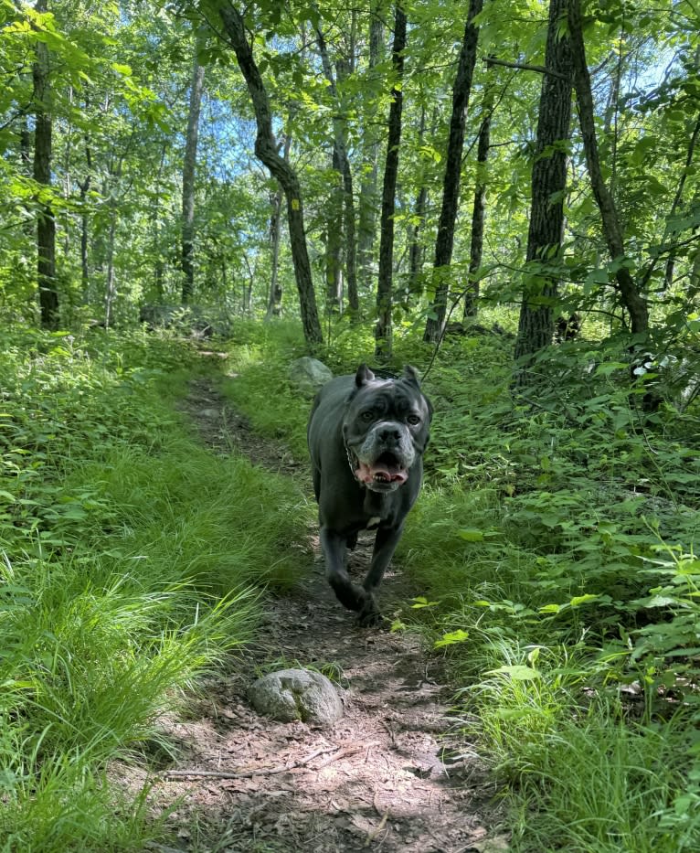 Nora, a Cane Corso tested with EmbarkVet.com
