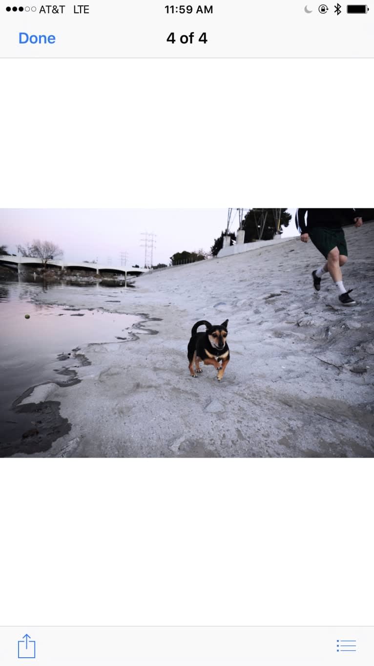 Paco, a Chihuahua and Miniature Pinscher mix tested with EmbarkVet.com