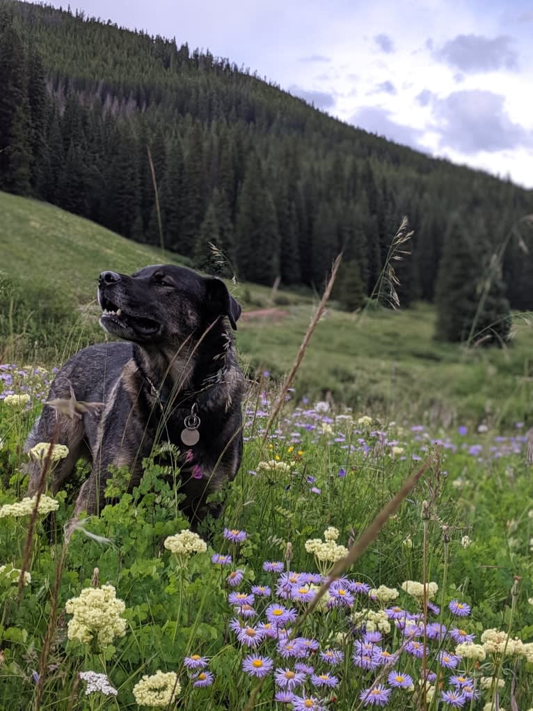 Rosie, a Rottweiler and Siberian Husky mix tested with EmbarkVet.com