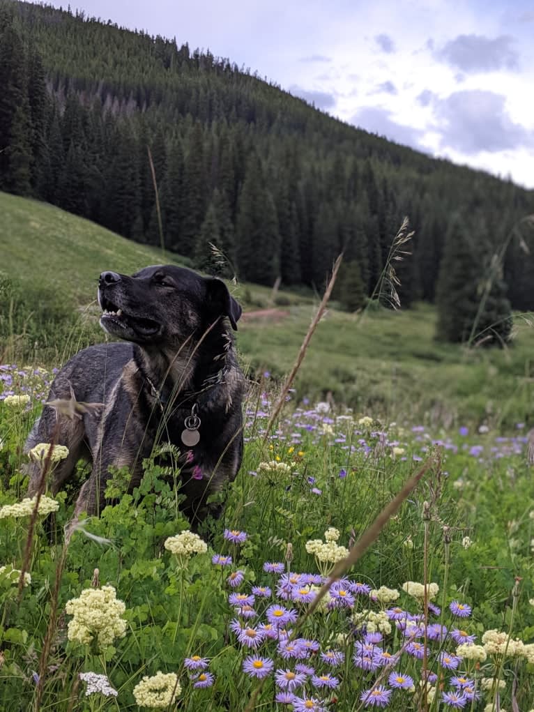 Rosie, a Rottweiler and Siberian Husky mix tested with EmbarkVet.com