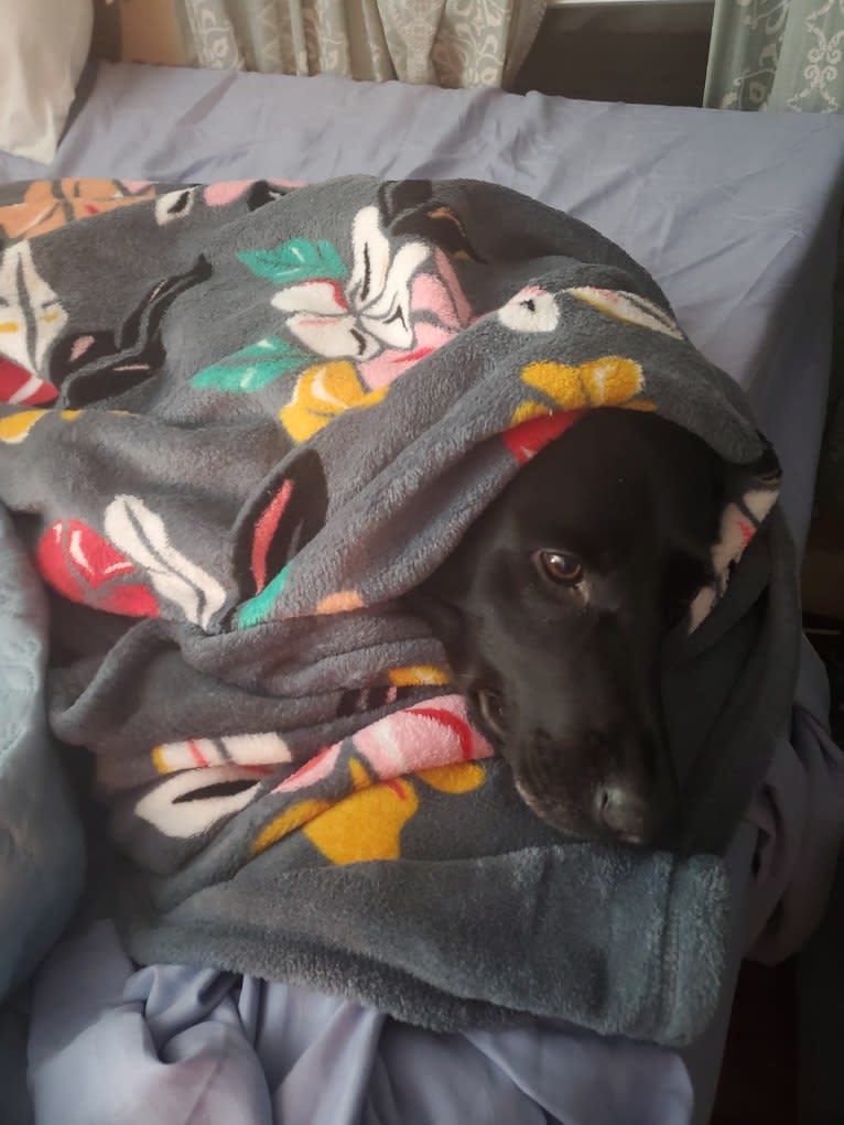 Sophie, a Labrador Retriever and Border Collie mix tested with EmbarkVet.com