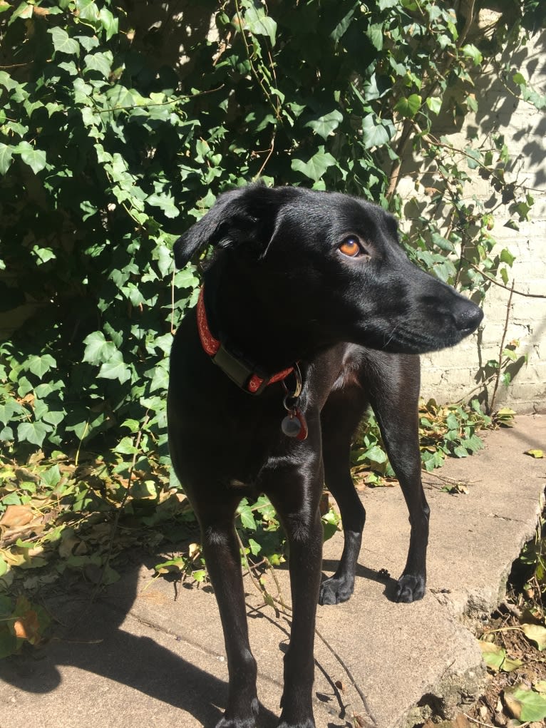 Pepper, an European Village Dog and Dalmatian mix tested with EmbarkVet.com