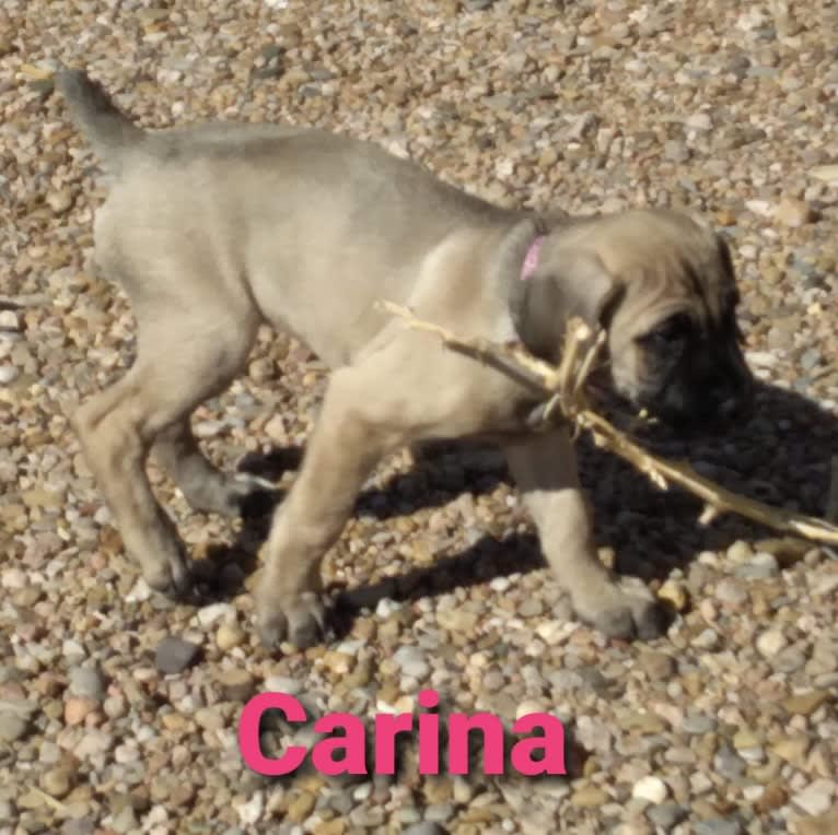 Beloved Corina, a Cane Corso tested with EmbarkVet.com