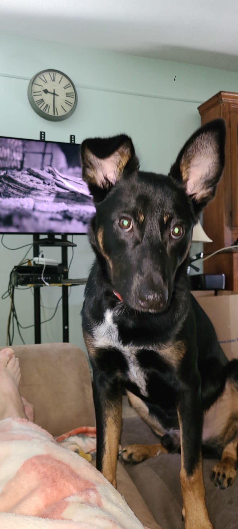 Bernie, a German Shepherd Dog and Australian Cattle Dog mix tested with EmbarkVet.com