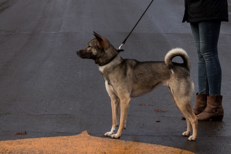 Fionnuala, a Kishu Ken tested with EmbarkVet.com