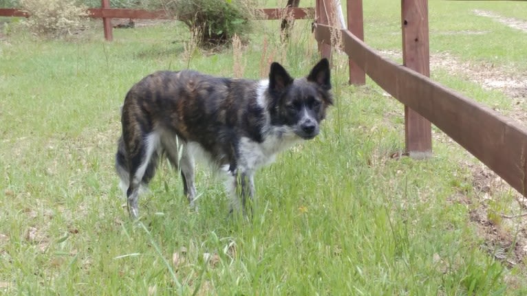 Kodi, a Chow Chow and American Pit Bull Terrier mix tested with EmbarkVet.com