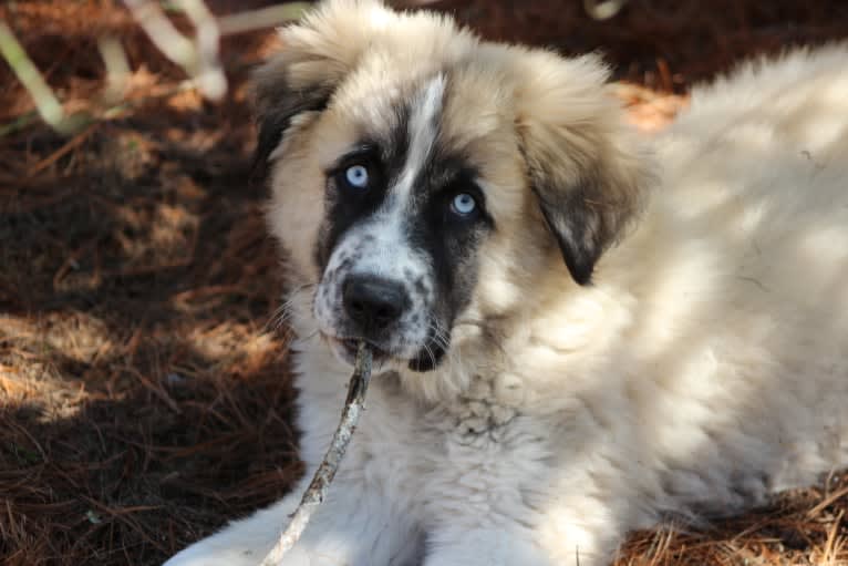 Charley, a Great Pyrenees and Maremma Sheepdog mix tested with EmbarkVet.com