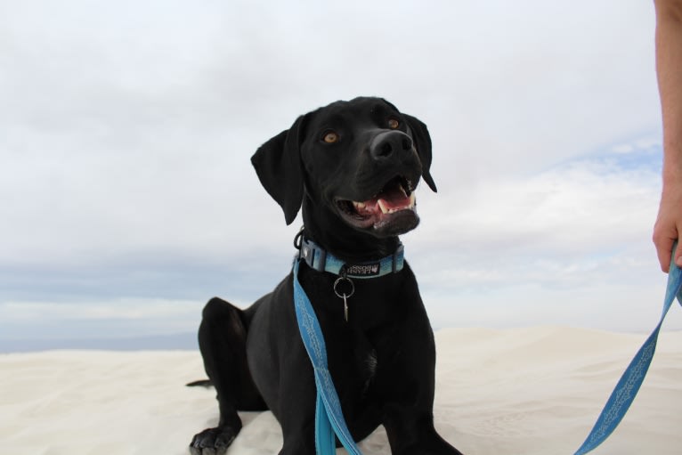 Casanova, a German Shorthaired Pointer and Rottweiler mix tested with EmbarkVet.com