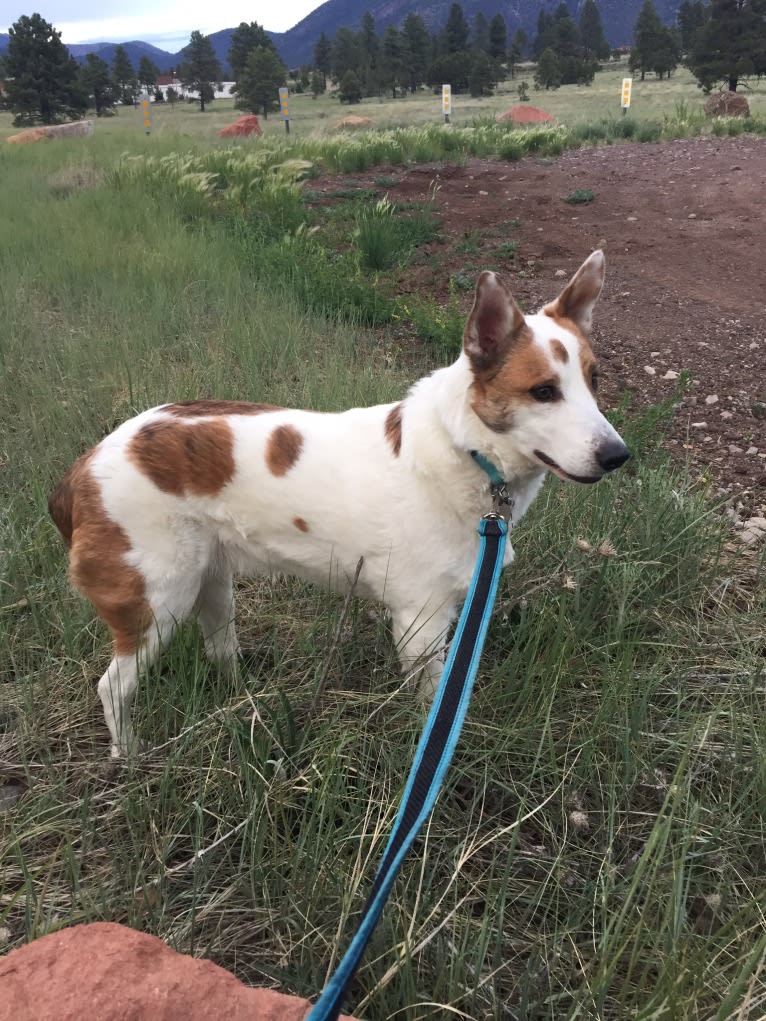 Amos, an Australian Cattle Dog and Schipperke mix tested with EmbarkVet.com