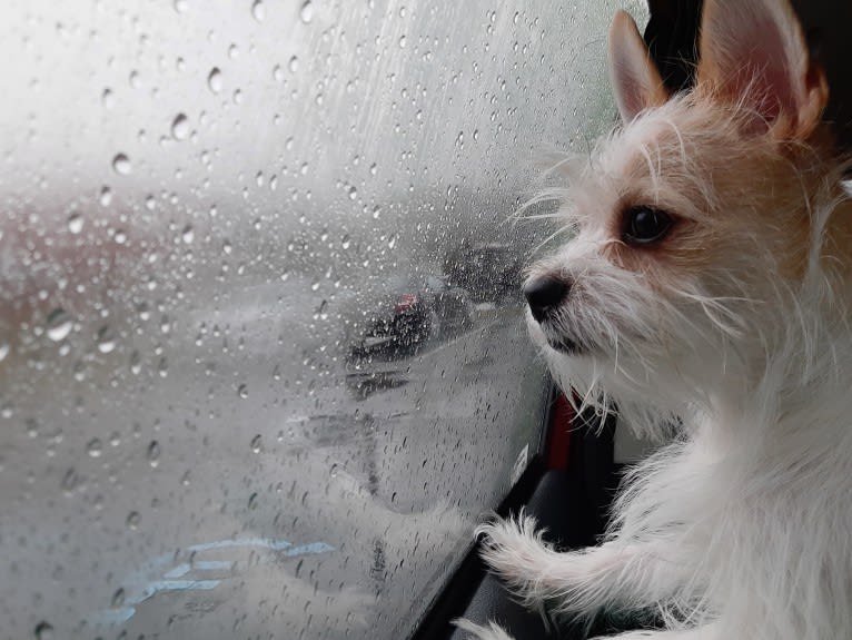 Tucker, a Chihuahua and Maltese mix tested with EmbarkVet.com