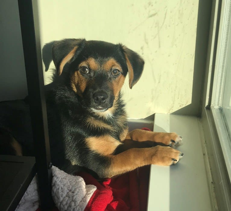 Osito, a Yorkshire Terrier and Chihuahua mix tested with EmbarkVet.com