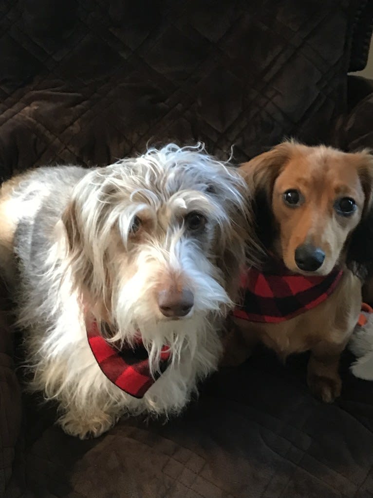 Hattie, a Dachshund (4.3% unresolved) tested with EmbarkVet.com